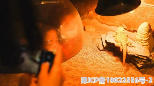 亚洲看片lutube在线入口：最新动态揭示平台功能升级，用户体验显著提升，内容丰富度再创新高